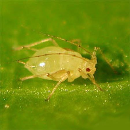 Aphis gossypii Aphis gossypii PRG Wiki