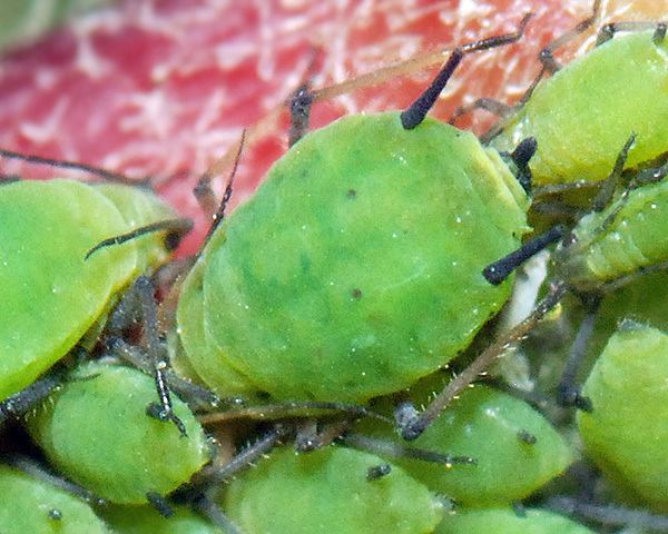 Aphis pomi Aphis pomi Apple aphid identification images ecology control