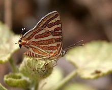 Aphnaeus schistacea httpsuploadwikimediaorgwikipediacommonsthu