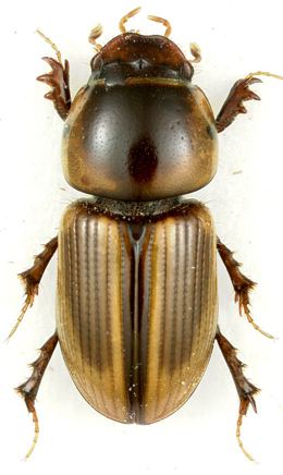 Aphodiinae Generic Guide to New World Scarab BeetlesScarabaeidaeAphodiinae