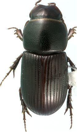 Aphodiinae Generic Guide to New World Scarab Beetles Scarabaeidae Aphodiinae