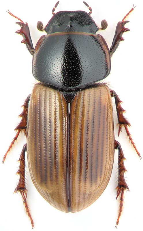 Aphodius Aphodius Melaphodius caspius Men Scarabaeidae