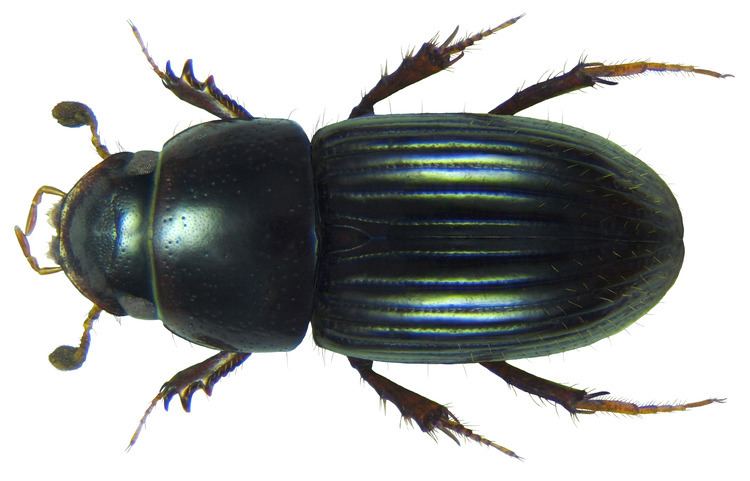 Aphodius FileAphodius Aganocrossus urostigma Harold 1862png Wikimedia