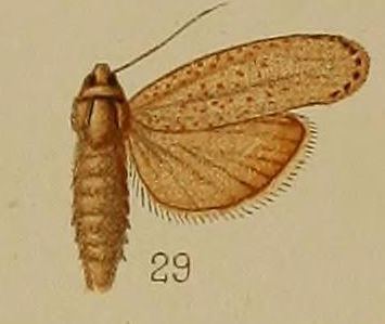 Aphomia monochroa