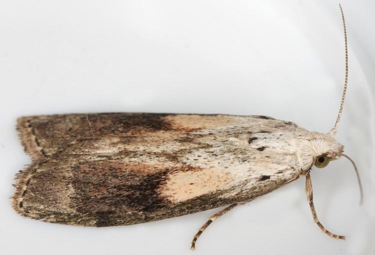 Aphomia sociella 001 Aphomia sociella Bee Moth British Lepidoptera