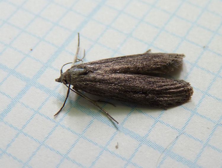 Aphomia terrenella