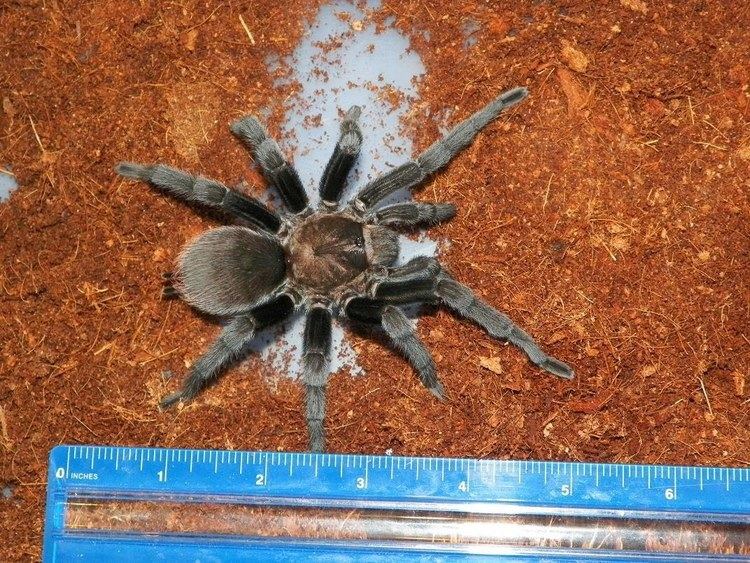 Aphonopelma anax Taratula Willie after his final molt Aphonopelma anax YouTube
