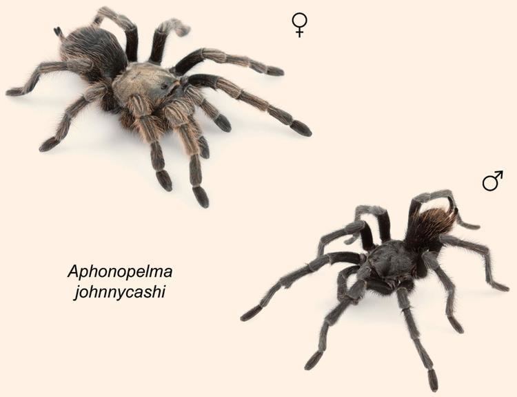 Aphonopelma johnnycashi Aphonopelma johnnycashi Newfound Tarantula Species Named after