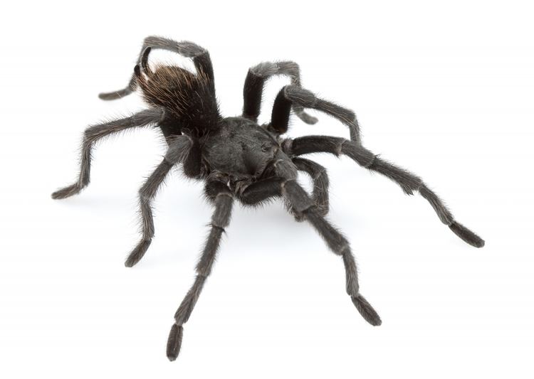 Aphonopelma johnnycashi Aphonopelma johnnycashi Johnny Cash tarantula species discovered