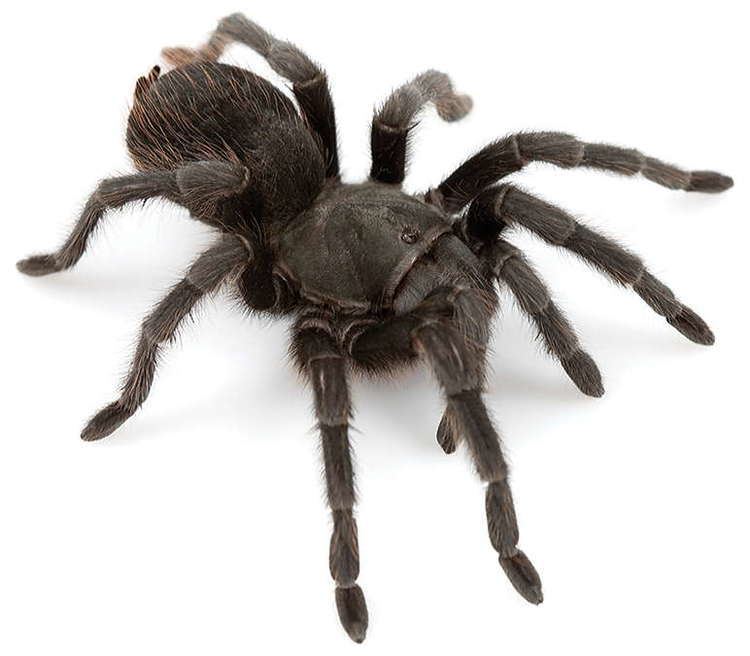 Aphonopelma Steindachneri - Alchetron, The Free Social Encyclopedia