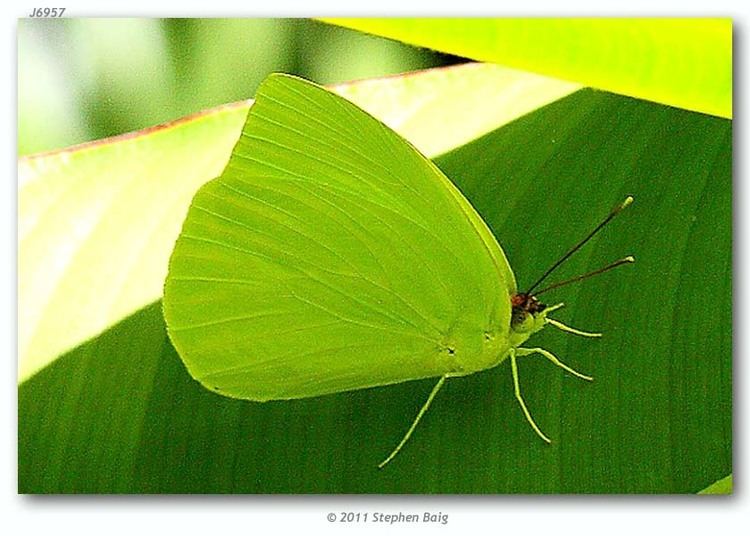 Aphrissa Aphrissa statira floridensis live adults