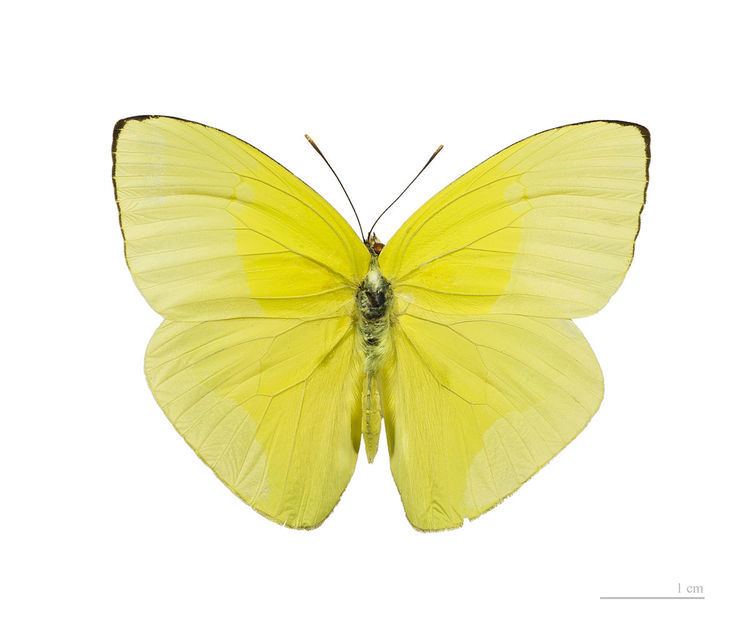 Aphrissa fluminensis