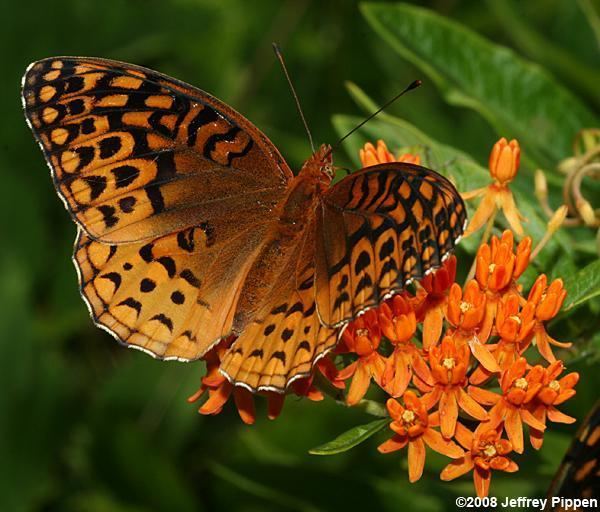 Aphrodite fritillary aphroditefrit0807125303brp272zjpg