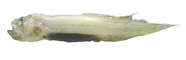Aphyonidae Fish Identification