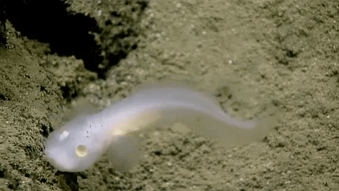 Aphyonidae This Ghostly Fish Has Never Been Seen Alive Before Until Now The