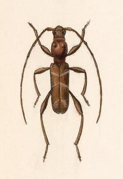 Aphysotes