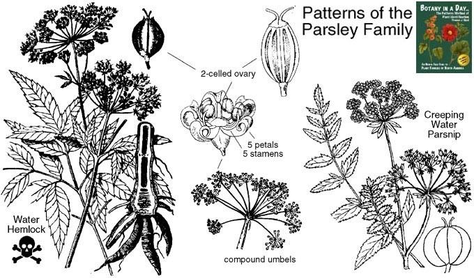 Apiaceae Apiaceae Parsley or Carrot Family Identify herbs plants and flowers