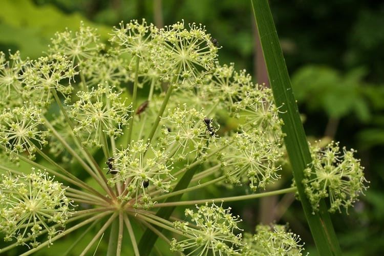 Apiaceae familiesApiaceae Ohio Plants