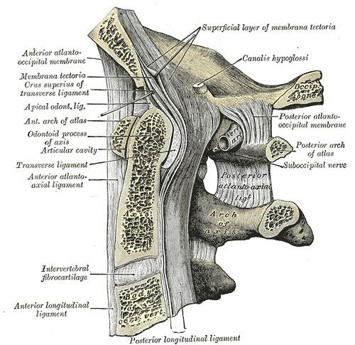 Apical ligament of dens
