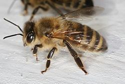 Apidae httpsuploadwikimediaorgwikipediacommonsthu