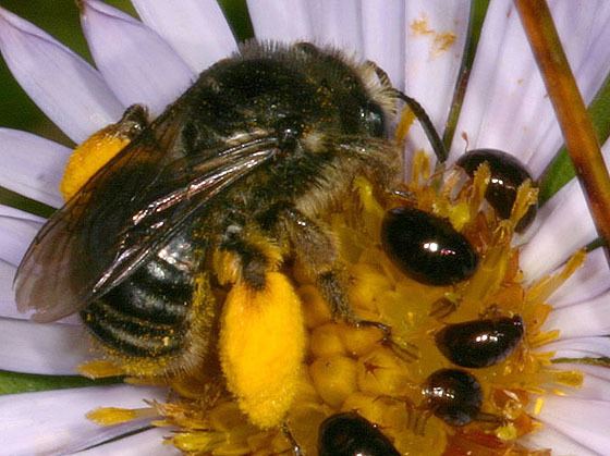 Apinae Beetle And Bee Phalacridae and Apinae Olibrus BugGuideNet