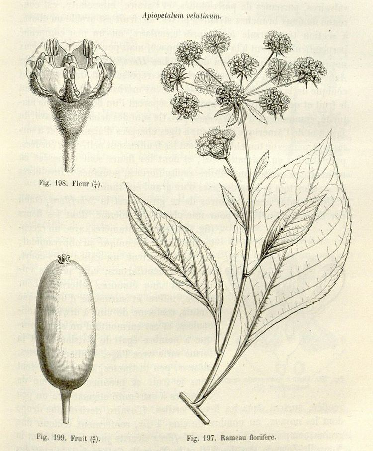 Apiopetalum velutinum