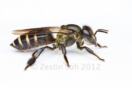 Apis andreniformis Black Dwarf Honey Bee Apis andreniformis iNaturalistorg