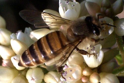 Apis cerana Asian honey bee Apis cerana