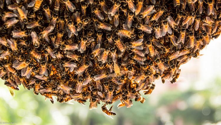 Apis cerana indica A Busy Bee Hive Apis cerana indica the Indian honeybee a photo