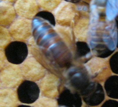 Apis cerana indica Beekeeping Sustainable Livelihood Option in Uttara Kannada Central