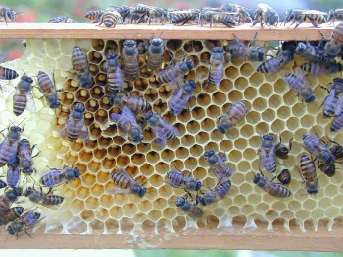 Apis cerana indica Image Apis cerana indica Indian Honey Bee BioLibcz