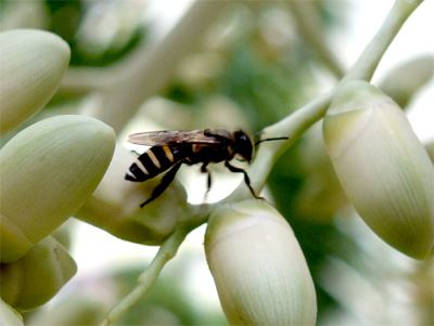Apis cerana indica Apis cerana indica Eastern Honeybee photoplusbyritasim
