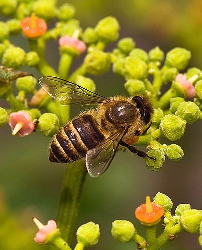 Apis cerana japonica Honeybee Labor Apis cerana japonica Copyright