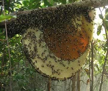 Apis dorsata laboriosa Giant honey bees Bee Aware