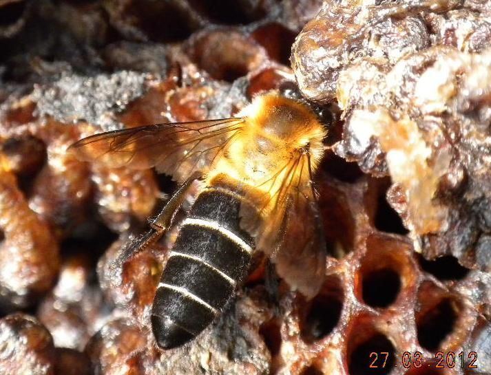Apis dorsata laboriosa apis dorsata laboriosa BEE SPECIES FOUND IN NAGALAND Creepy