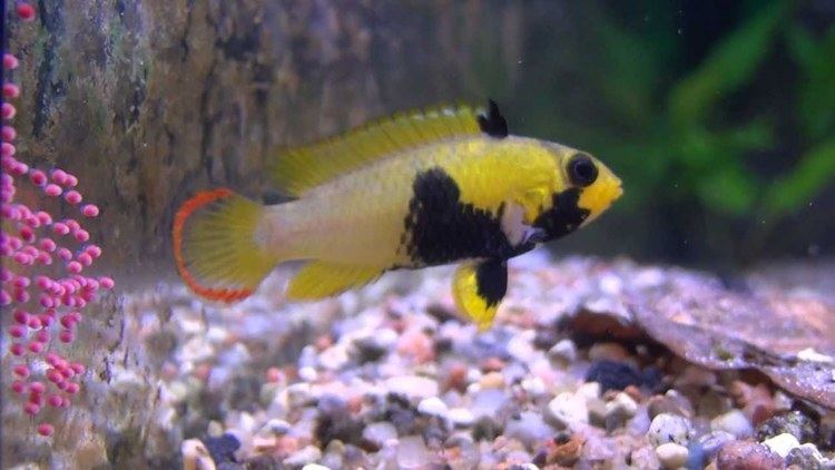 Apistogramma panduro Apistogramma panduro HD Hodowla Apisto Szczecin YouTube