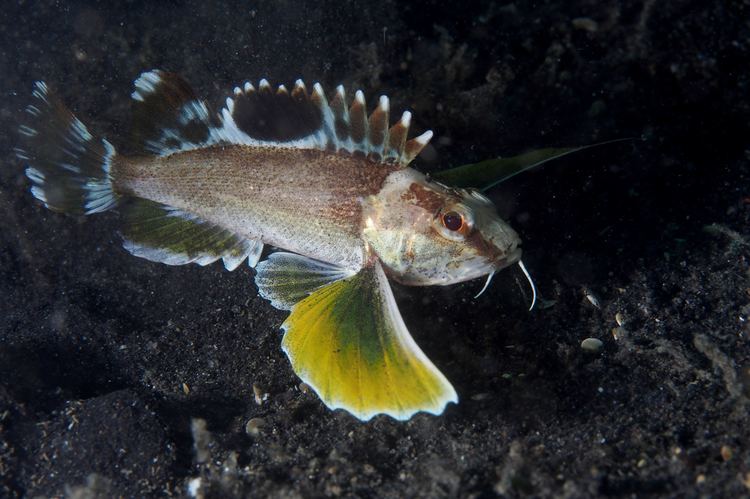 Apistus carinatus fishesofaustralianetauimagesimageApistusCarin