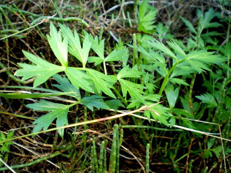 Apium prostratum Apium prostratum var filiforme Mangrove Sea Celery