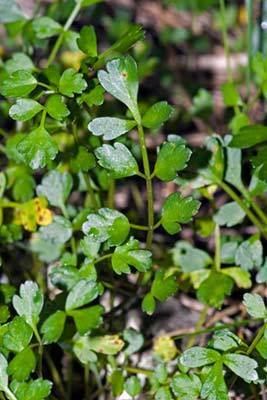 Apium prostratum Apium prostratum subsp prostratum var filiforme New Zealand