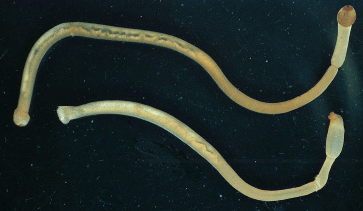 Aplacophora Aplacophora Subclass Solenogastres