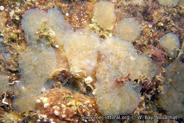 Aplidium European Marine Life Photo of Aplidium glabrum Tunicate biology