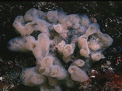 Aplidium Aplidium pallidum Marine Life Encyclopedia