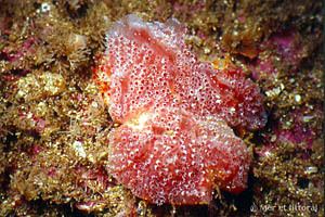 Aplidium European Marine Life Aplidium elegans Seastrawberry Biology