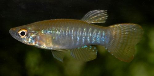 Aplocheilichthys Aplspilauchen