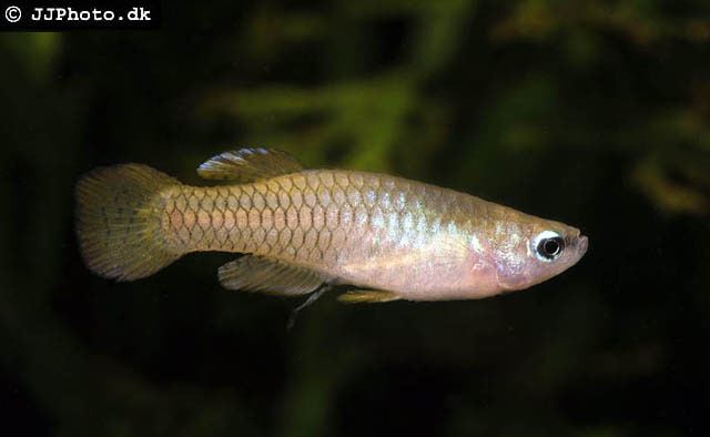Aplocheilichthys Fish Identification