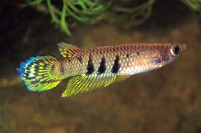 Aplocheilus wwwfishbaseorgimagesspeciesApdayu0jpg