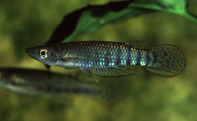 Aplocheilus Fish Identification