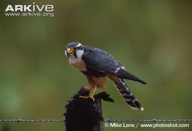Aplomado falcon Aplomado falcon videos photos and facts Falco femoralis ARKive