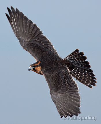 Aplomado falcon httpsassetsperegrinefundorgvisualmediaphoto