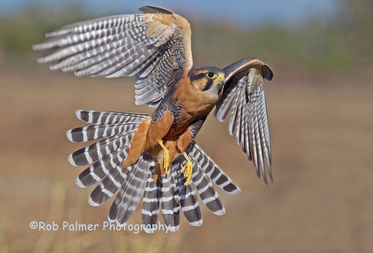 Aplomado falcon Aplomado Falcons FalconPhotos
